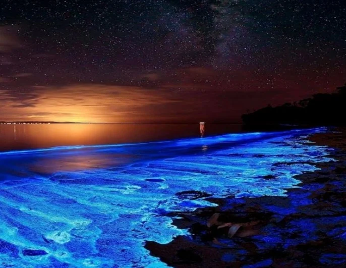 Bioluminescent shoreline at night