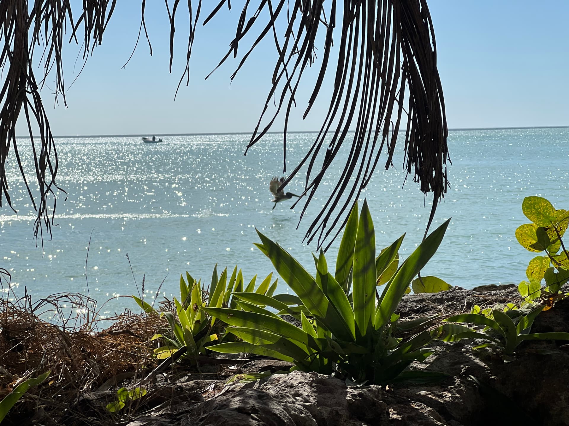 Ocean shoreline framed by palms at Ch'ulel